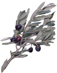 branche olivier